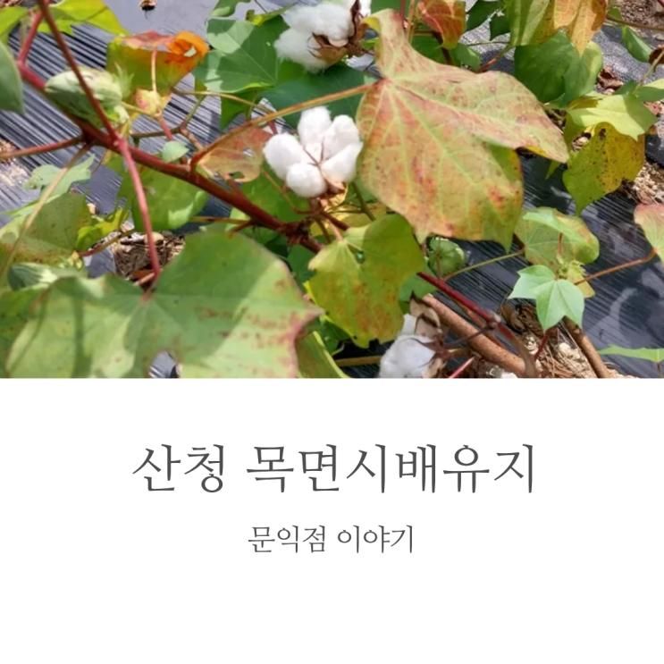 산청 '목면시배유지'에서 만난 문익점 이야기