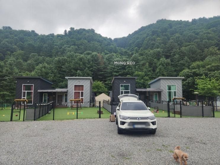 가평 애견동반 여행 딩동댕 애견 스파 풀빌라 내돈내산 후기