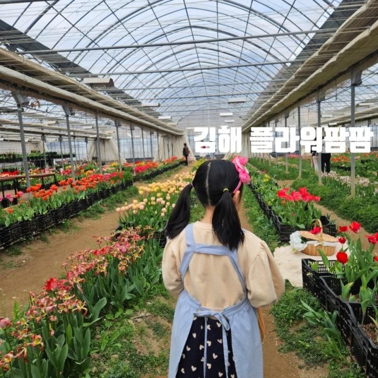 부산 경남 아이랑 갈만한 곳 꽃체험 플라워팜팜