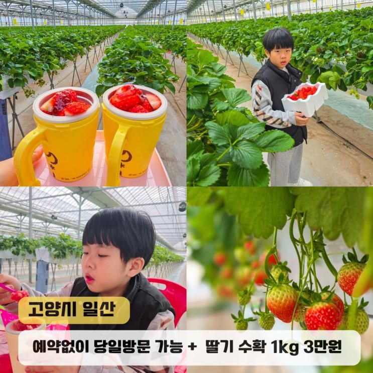 일산 딸기체험 성연딸기농장 예약없이 당일방문 가능