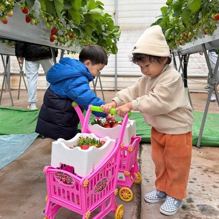 일산 딸기체험 성연 딸기농장 2농장 예약 가격 방문후기
