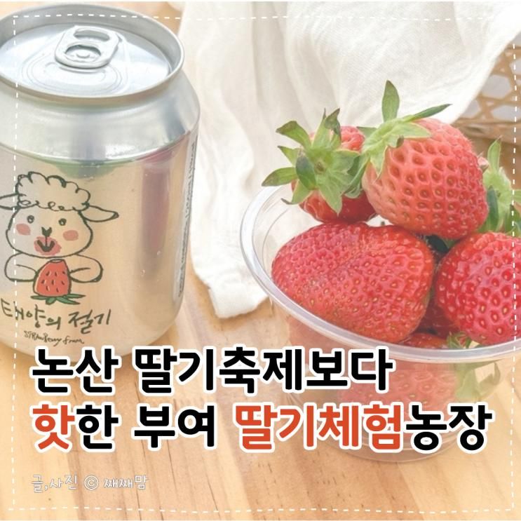 논산 딸기축제보다 핫한 부여 딸기체험 태양의절기 농장