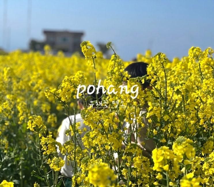 포항 가볼만한곳 유채꽃밭 호미곶 유채꽃 명소