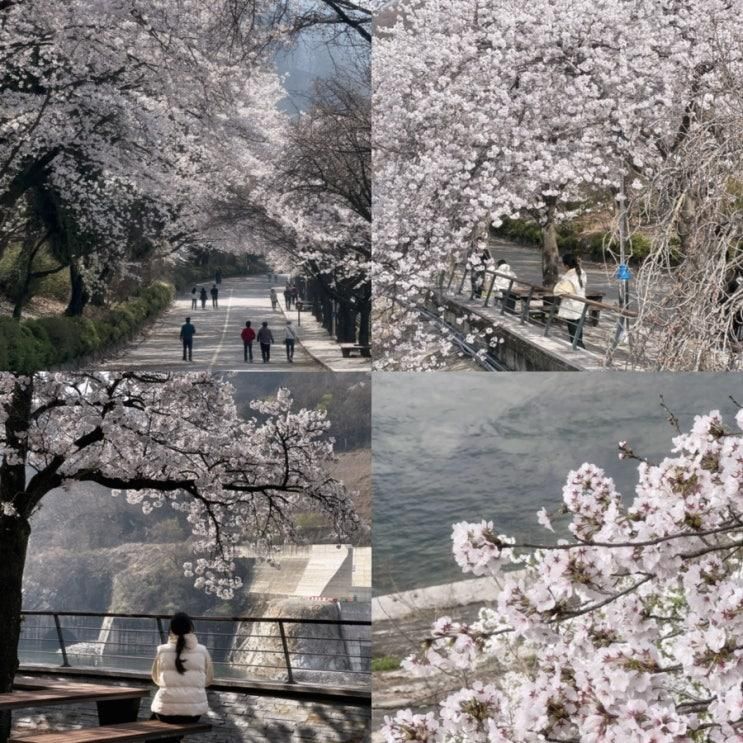 충주댐벚꽃길 2026 충주 벚꽃 실시간 개화상태 및 인생샷... 