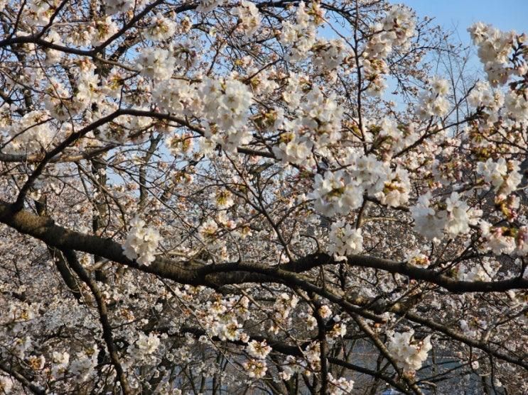 괴산목도강수욕장에서 차박후 충주댐벚꽃길산책