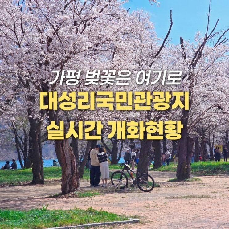 가평 벚꽃 명소 대성리국민관광지 실시간 개화 현황