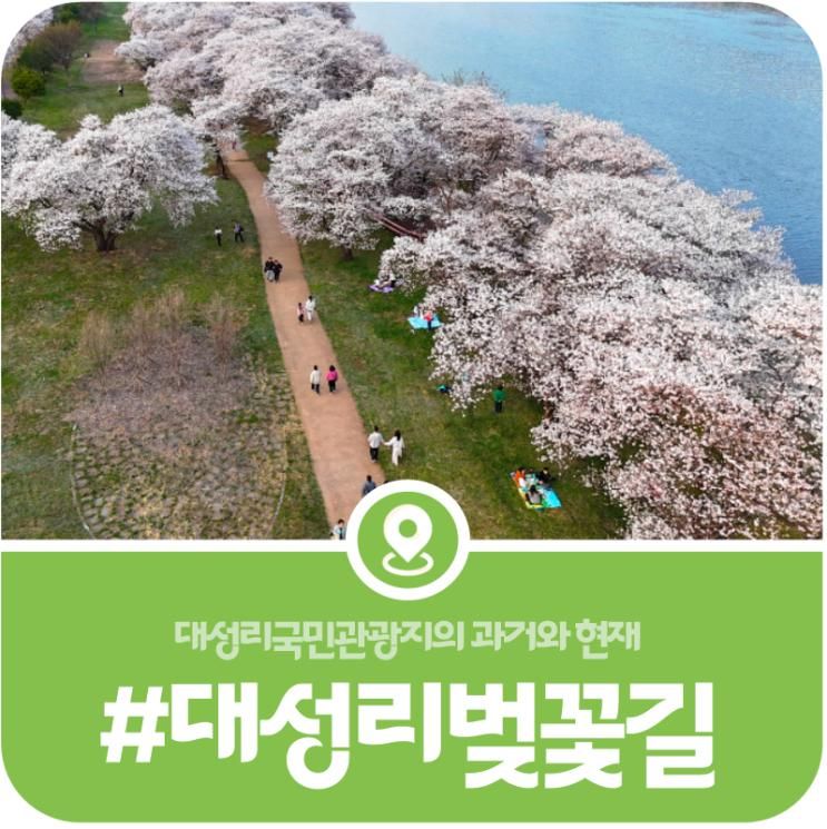 [가평 대성리벚꽃] 대성리국민관광지 벚꽃 개화현황·주차장... 