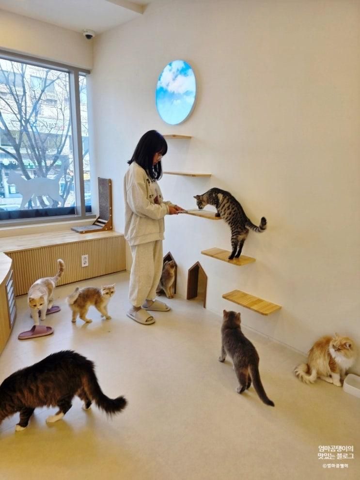 고양이카페 부타캣 시흥점에서 이색 데이트 했어요