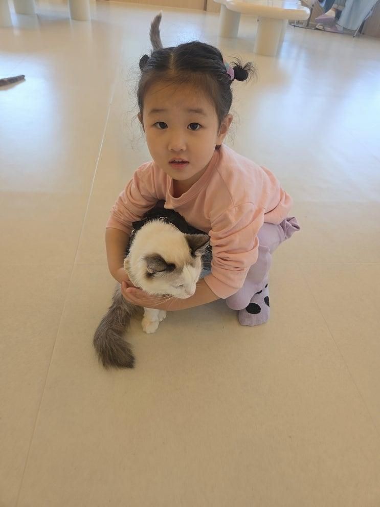 시흥 고양이카페 부타캣 시흥점 후기｜개냥이 천국 이색데이트 추천