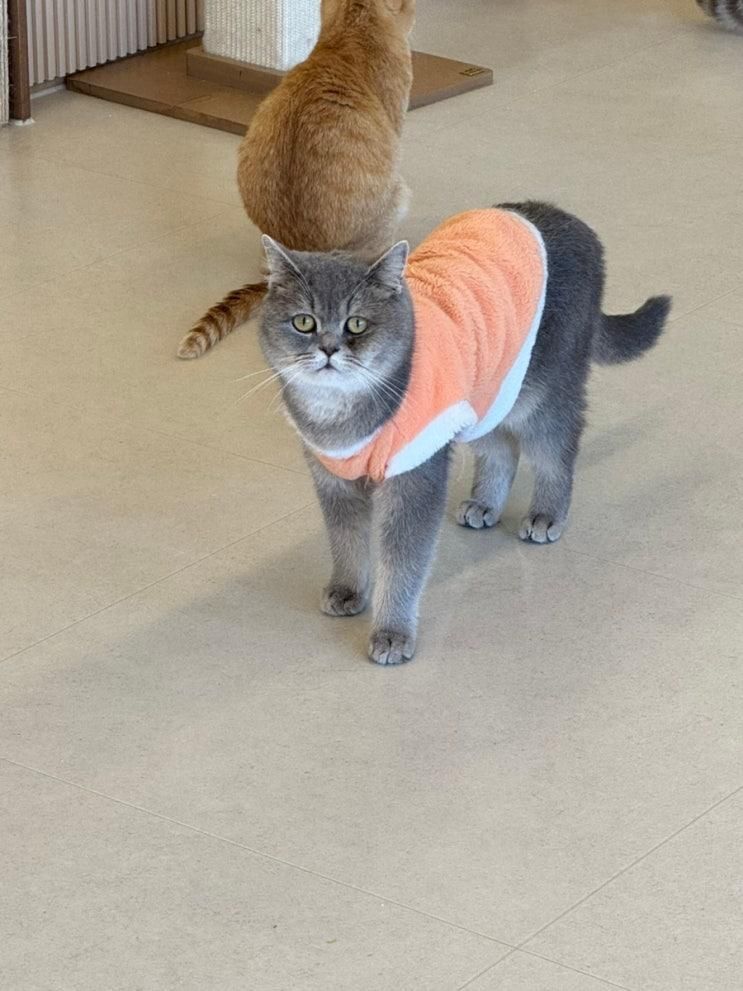 시흥 고양이카페 추천🐱 부타캣 후기 (60마리 고양이 천국)