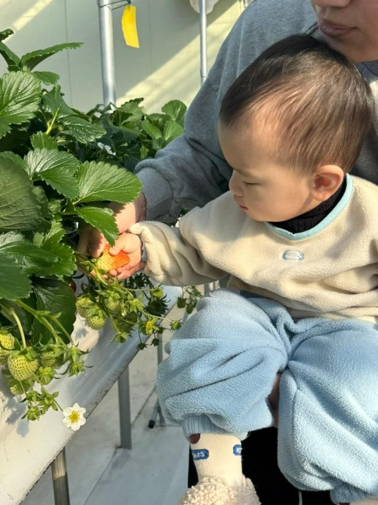 아기랑 실내 갈만한 곳ㅣ김포 별빛하늘 딸기 농장