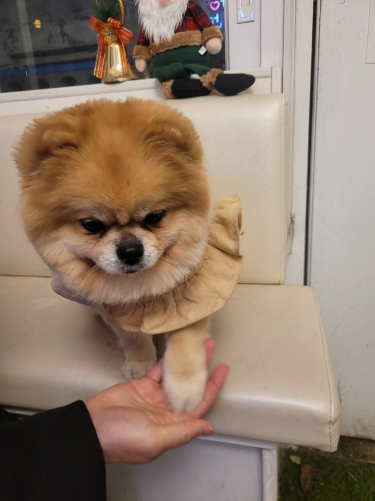 좋은 더선셋카페｜루프탑과... 강아지가 반겨주는 아늑한 카페!