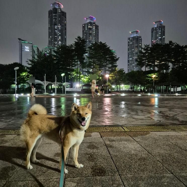 동탄 센트럴파크 공원 야간 강아지 산책 애견동반 주차장