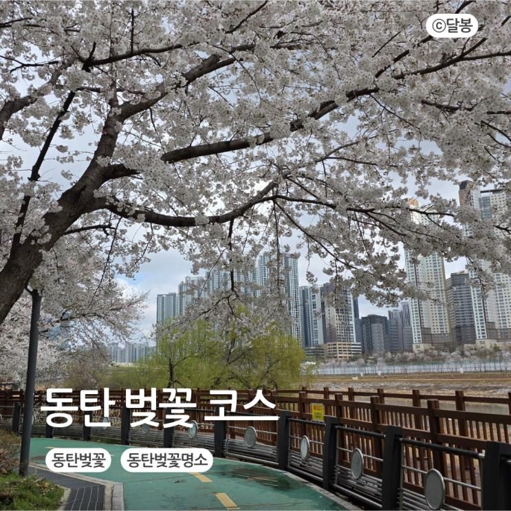 동탄 벚꽃 코스 노작공원부터 센트럴파크까지 아이랑 산책... 