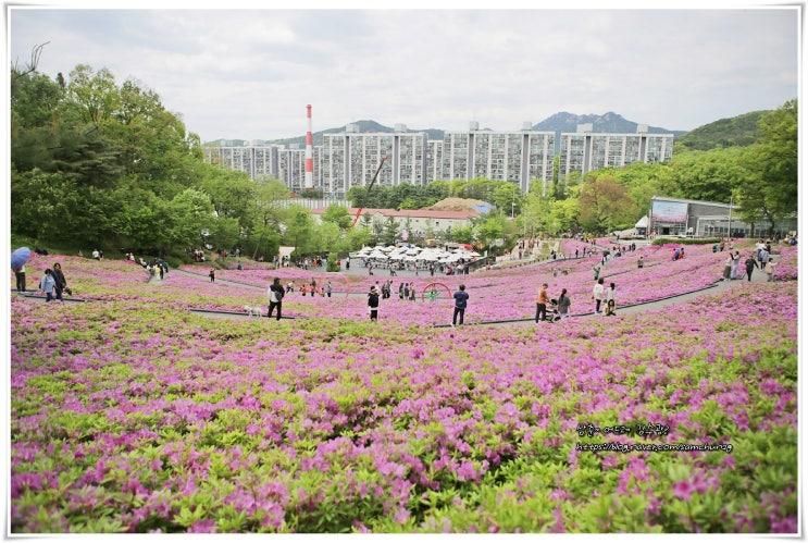 서울 노원 불암산 철쭉축제... 나비정원,나비공원,유아숲체험장)