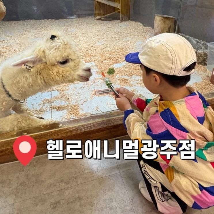 실내 동물 체험하는 곳 먹이주기 실내놀이터 헬로애니멀 광주점
