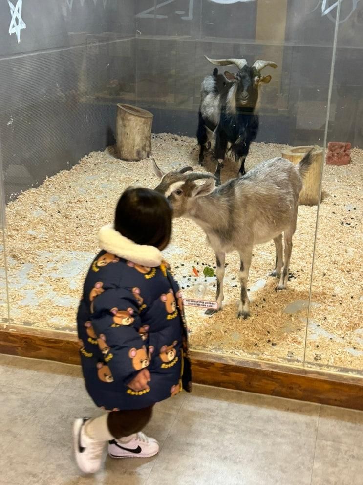 광주 아이랑 실내데이트 하기 좋은 충장로 헬로애니멀 광주점