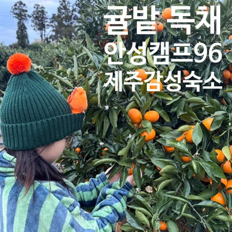 제주 감성 숙소 추천 | 가족 여행으로 더 좋았던 귤 밭 독채 안성캠프96