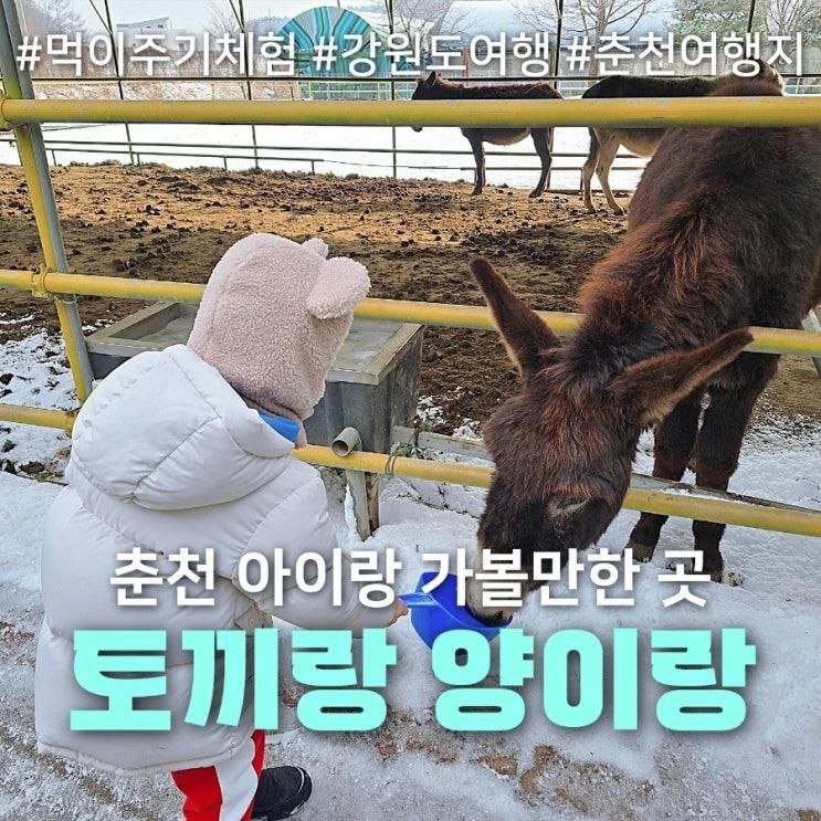 강원도 여행 토끼랑 양이랑 춘천 가볼만한 곳