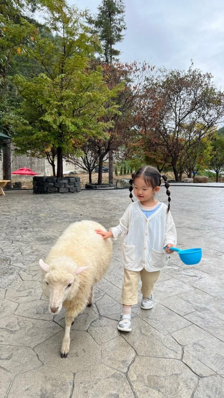 아이랑 강원도 가볼만한 곳 : 홍천 하양목장 / 비발디파크 근처, 귀여운 양과 함께 산책을?!