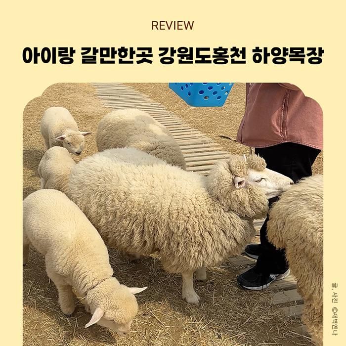 강원도 홍천 갈만한 곳 비발디파크 근처 하양목장 양떼목장