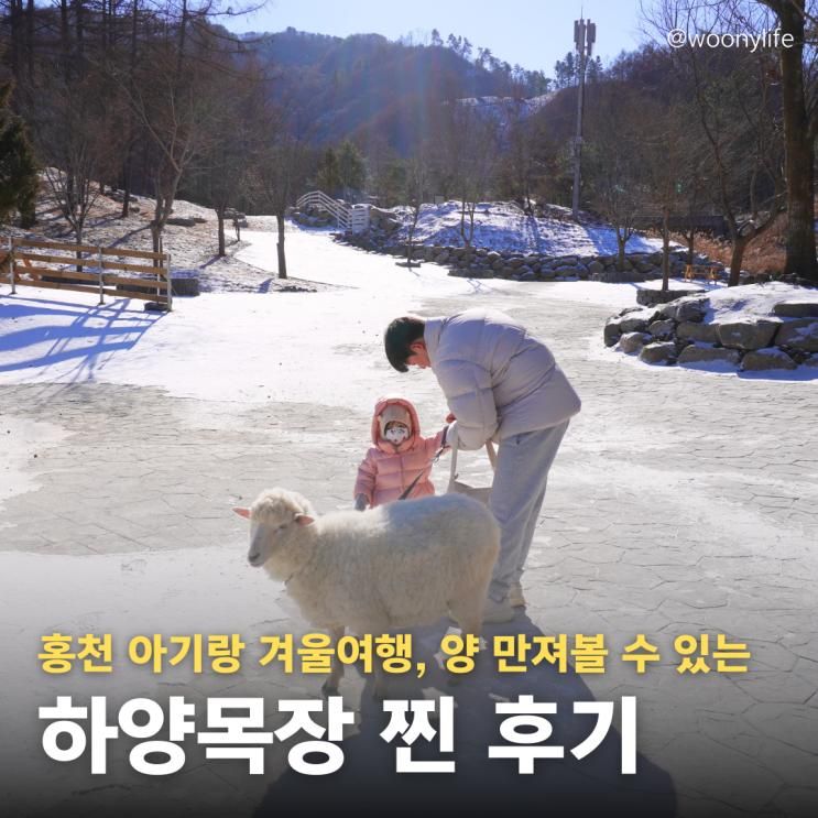 하양목장 홍천 아이랑 겨울 가볼만한 곳 양떼목장 입장료, 할인 꿀팁