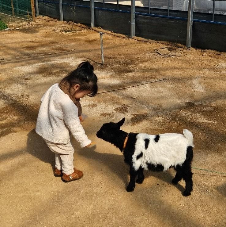 서울근교 아이랑 가볼만한곳 포천 우리농장 동물 먹이주기 체험... 