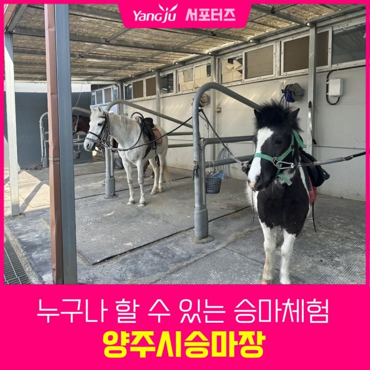 양주시공공승마장, 승마체험을 할 수 있는 양주시승마장
