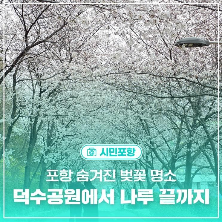 포항 숨겨진 벚꽃 명소 덕수공원에서 나루 끝까지