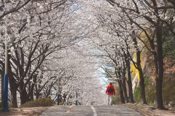 포항 영일대호수공원. 덕수공원 벚꽃