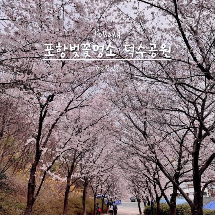 포항 덕수공원 벚꽃 | 봄이 내려앉은 나루끝 산책로