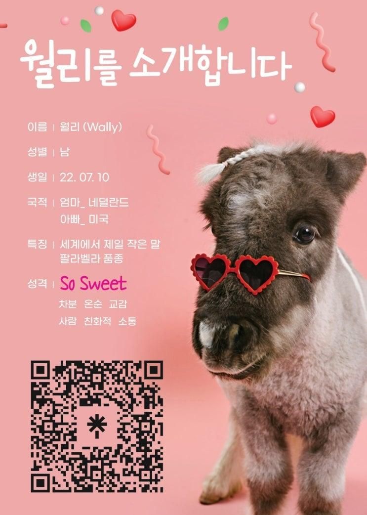 작은말 월리 보고싶다고?작은말 월리랑 봄맞이 TK승마센터와... 