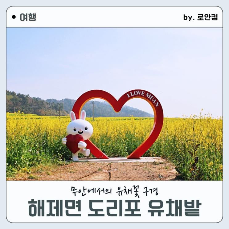 무안 도리포에서 즐기는 노란빛 향연 3만 평의 유채꽃이 가득한 곳