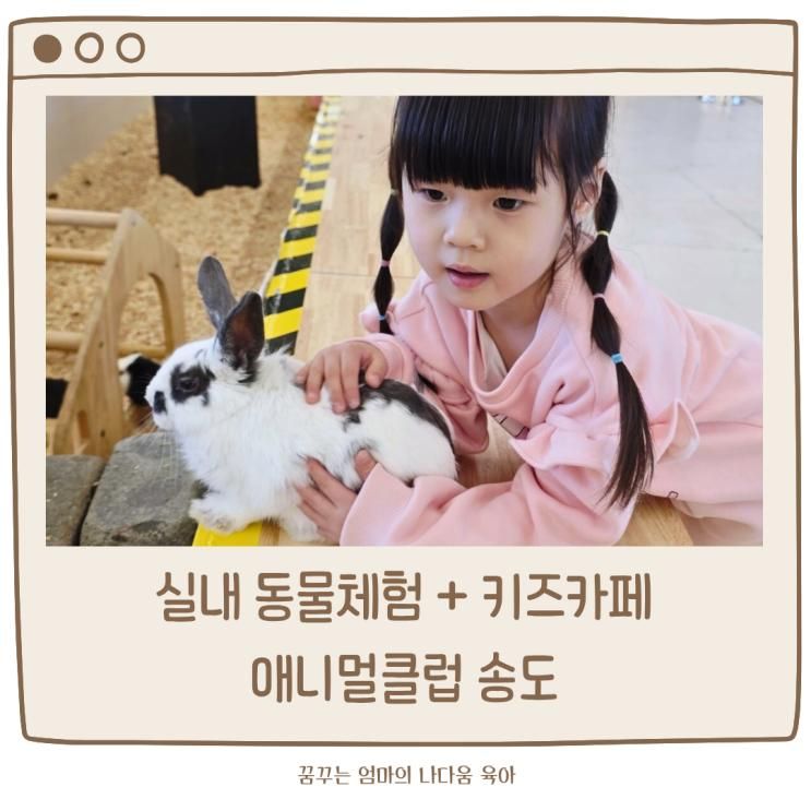 송도 아이랑 가기좋은 애니멀클럽 실내동물원 키즈카페
