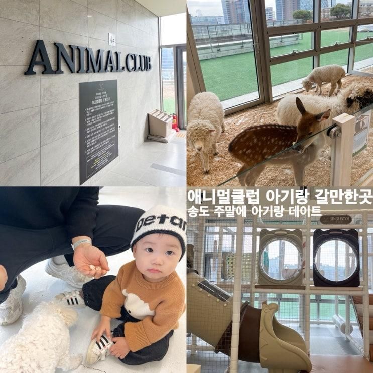 애니멀클럽 송도 14개월 아이랑 가기 좋은 실내동물원, 동물먹이주기체험
