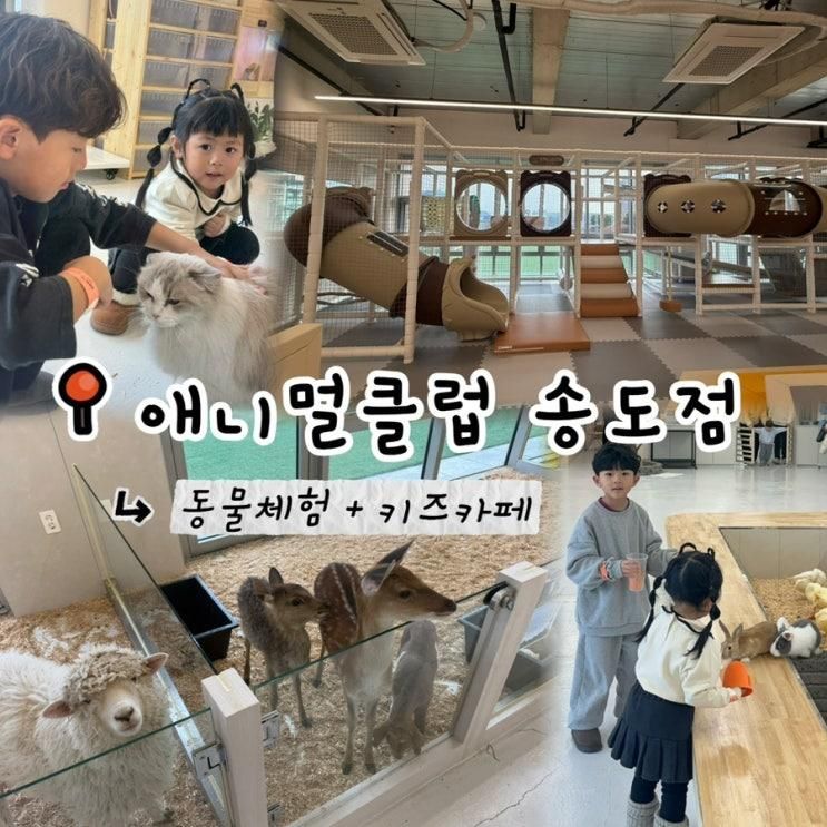 애니멀클럽 송도점 방문기 – 아이랑 가기 좋은 신상 동물체험 키즈카페 (feat. 준꼬마김밥)