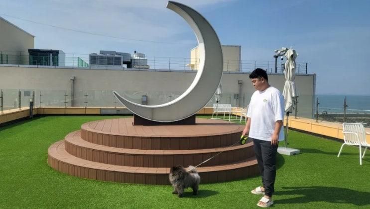 보령대천카페 바다듬 루프탑카페 [야외애견동반가능]
