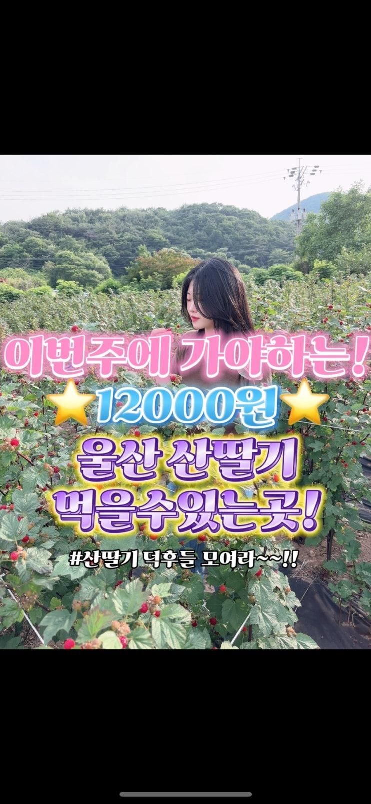 서울산농원 / 오디+산딸기+배 / 체험농장