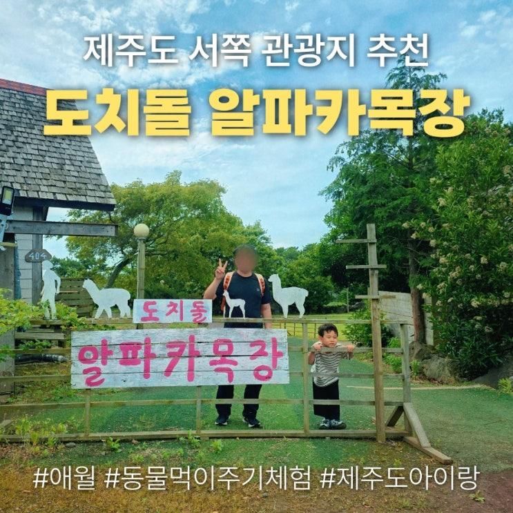 가볼만한 곳 찾는다면 제주알파카목장 도치돌 알파카목장 추천