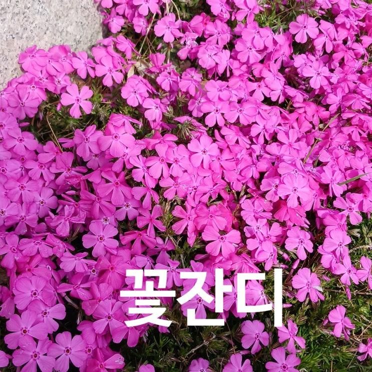 서천레스피아 꽃잔디 생태 번식 꽃말 알아보기