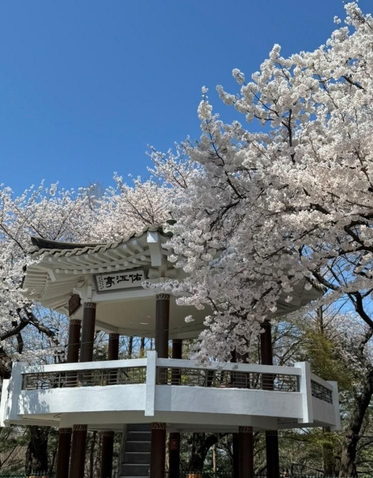 인천 벚꽃 명소 수봉공원 스카이워크까지 한번에