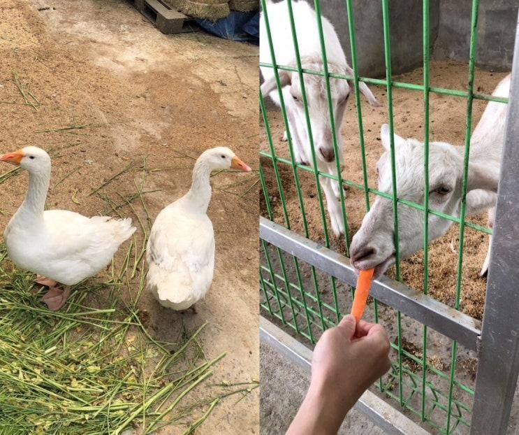 대구 주말 아이와 가볼만한 곳 | 산너머그집 꿀카페 동물... 