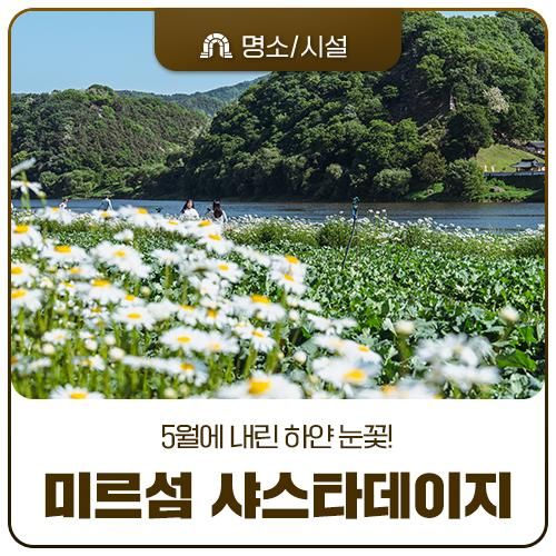 공주 미르섬에 내린 5월의 눈꽃 샤스타데이지 개화 소식