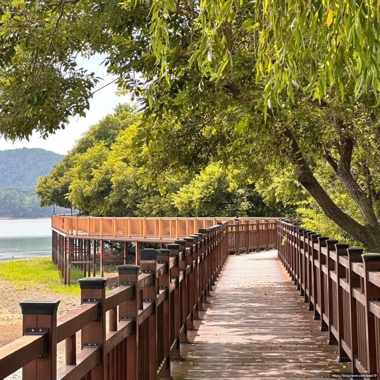 논산 탑정호 출렁다리 주차장 음악분수 시간 수변생태공원 산책로