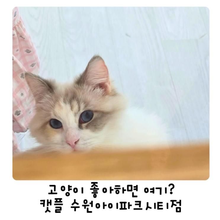 캣플 아이파크시티점 후기｜주말 아이와 갈만한 수원 고양이카페