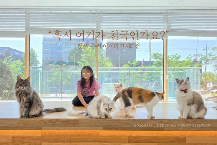아이와 수원 실내 놀거리... 캣플 수원아이파크시티점