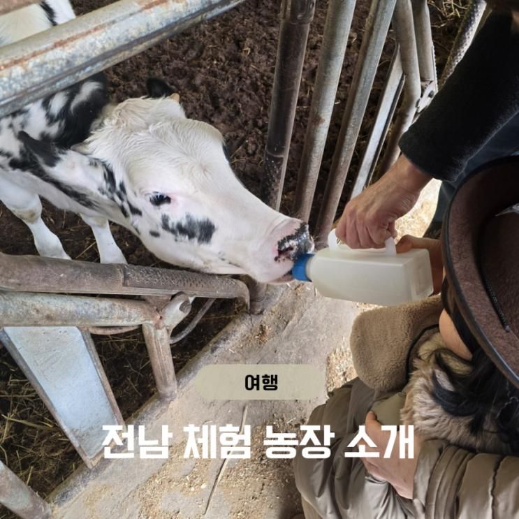 전남 아이랑 가볼만한곳 무안 겨울 농장 체험 한꼴농장