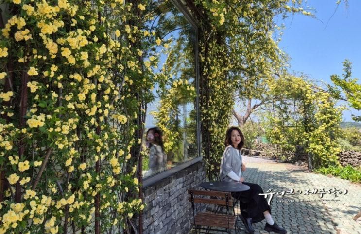 제주시 가볼만한곳 제주공항 근처 카페 목향장미 예쁜 아랑디