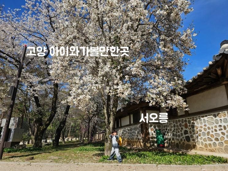 고양 아이와 가볼만한 곳 - 서오릉 벚꽃 나들이 후기