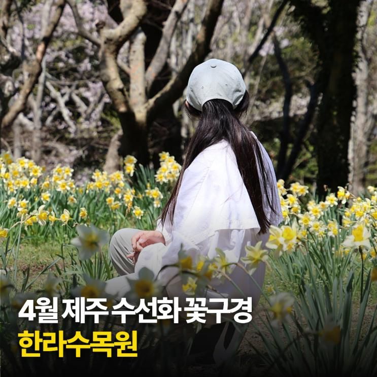 4월 제주 가볼만한곳 한라수목원 벚꽃 수선화 꽃구경
